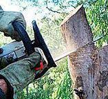 Best Commercial Tree Services  in South Point, OH