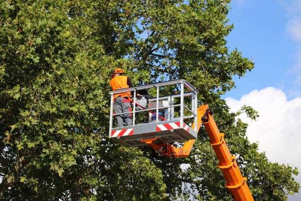 Best Stump Grinding and Removal  in South Point, OH