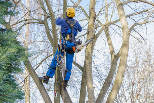Best Tree Preservation Services  in South Point, OH