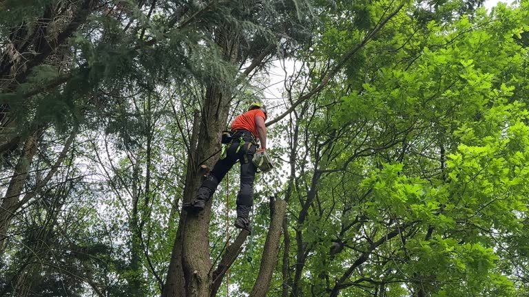 Best Utility Line Clearance  in South Point, OH