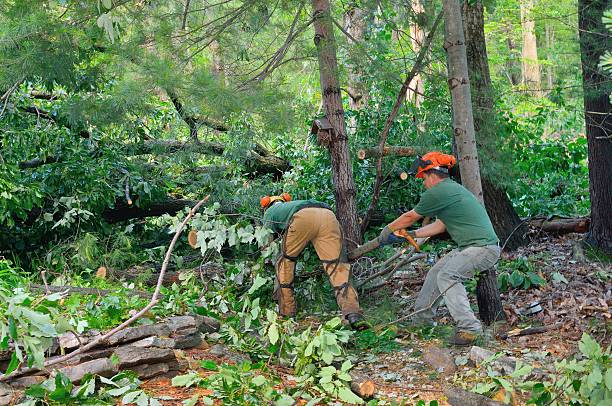 Trusted South Point, OH Tree Services Experts