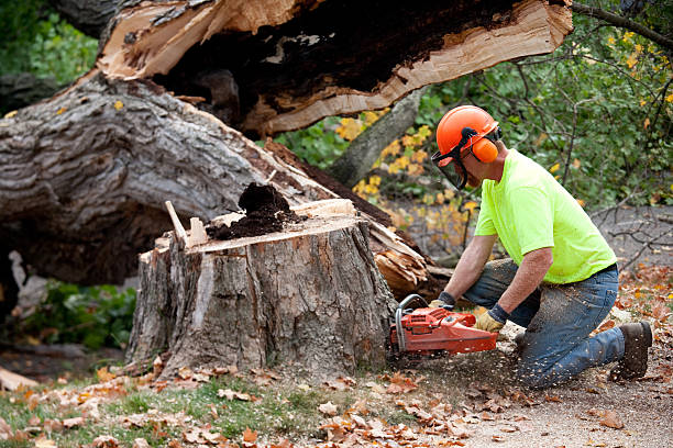 Best Tree and Shrub Care  in South Point, OH