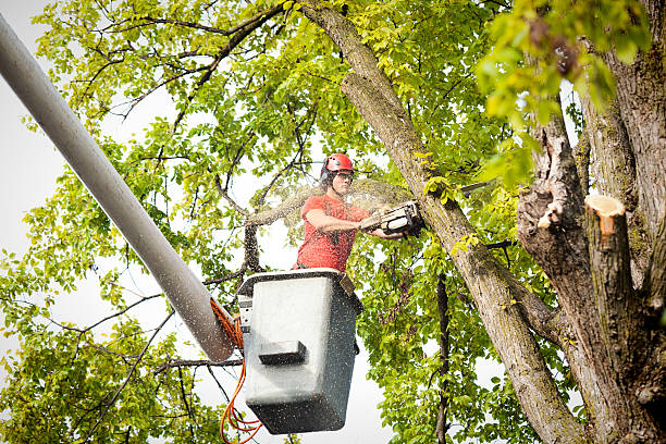 Best Emergency Tree Removal  in South Point, OH