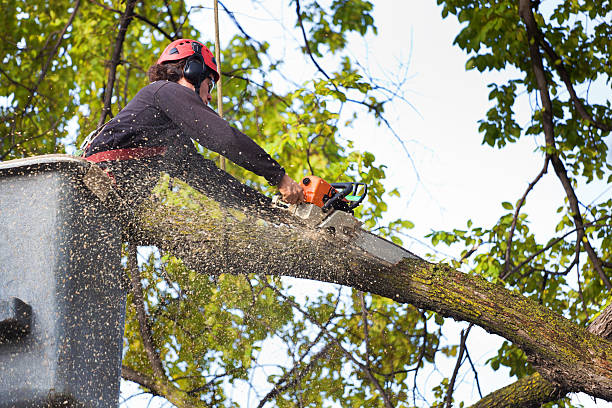 How Our Tree Care Process Works  in  South Point, OH