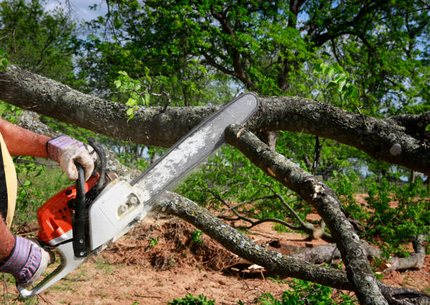 Best Tree Preservation Services  in South Point, OH