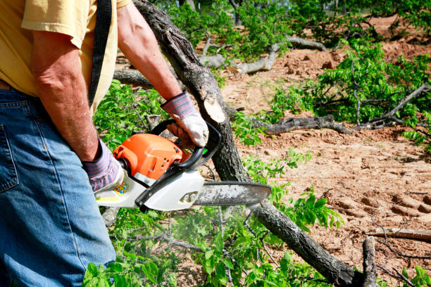 How Our Tree Care Process Works  in  South Point, OH